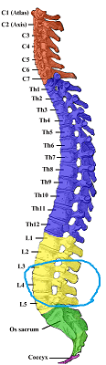人間の頸椎から腰椎にかけての骨格図